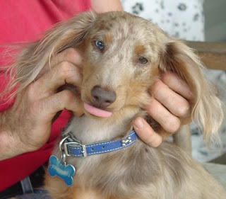 Scratching Those Itchy Ears