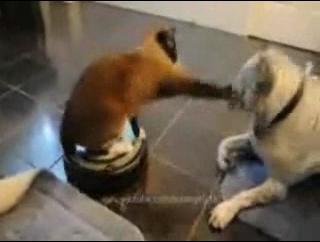 Drive By Attack On Dog, By A Cat