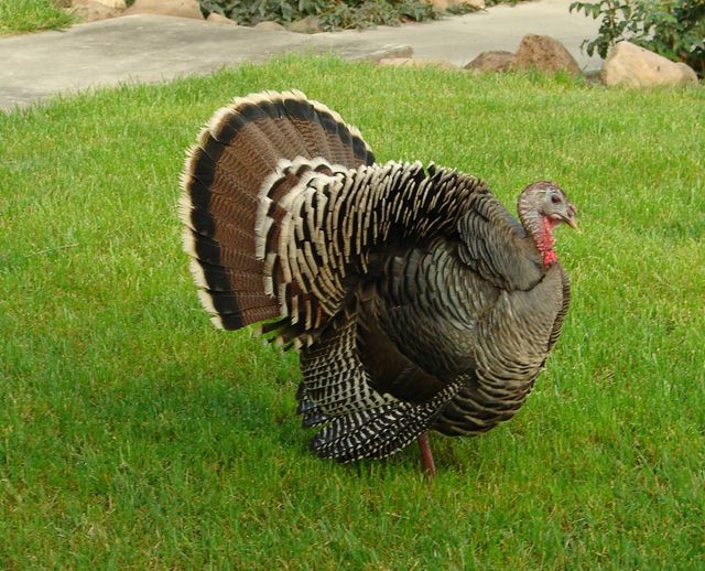 Truth of The First Thanksgiving