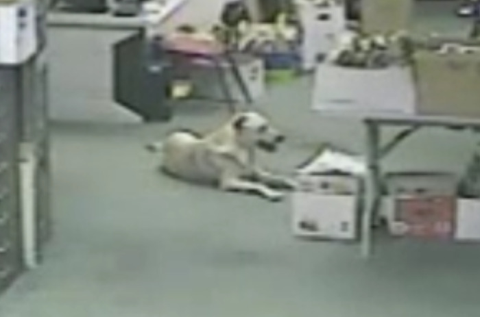 Yellow Lab Senses Earthquake, & Runs For Safety Before It Hits