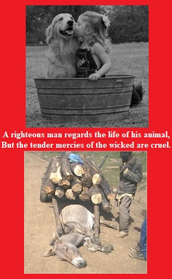 The Way Human’s Treat Animals Reveals Their Heart