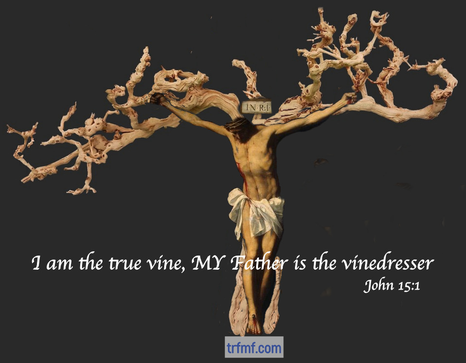 The True Vine (Devotional) – The Reason For My Faith